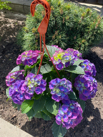 Цветущая гортензия на подарок или к 8 Марта