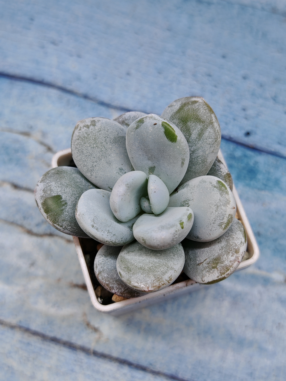 Pachyveria sp. (Пахиверия)