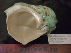 Турбо марморатус