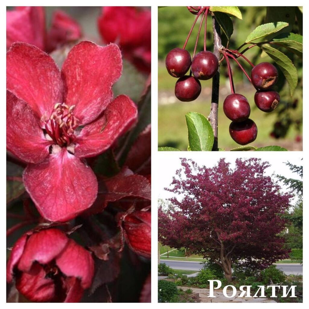Яблоня декоративная Роялти ЗКС