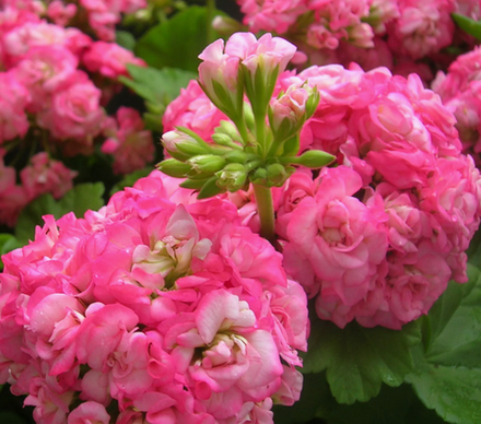 Пеларгония розебудная Antique Rose ОКС укорененный черенок. В наличии