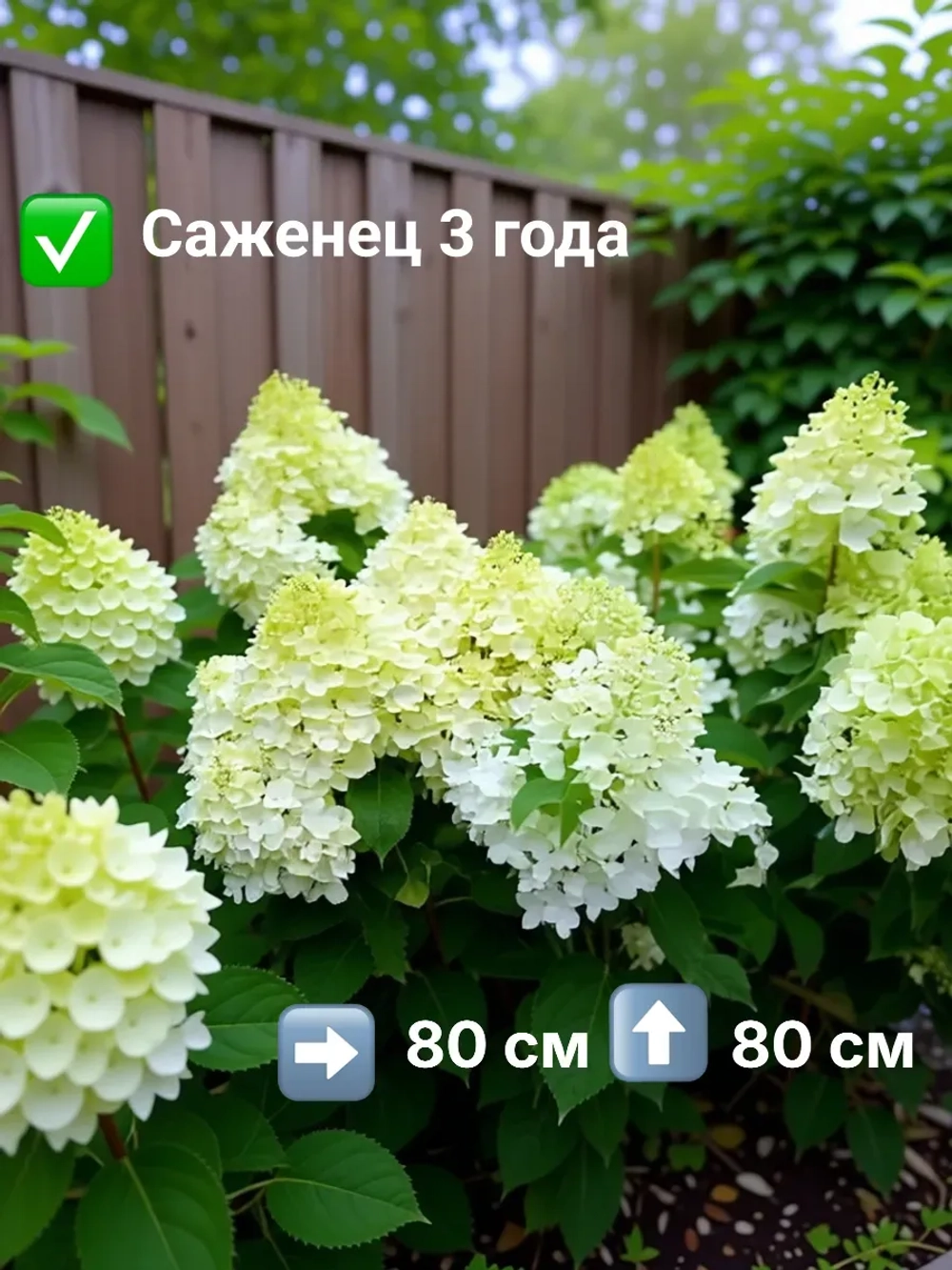 Шуга Раш гортензия метельчатая