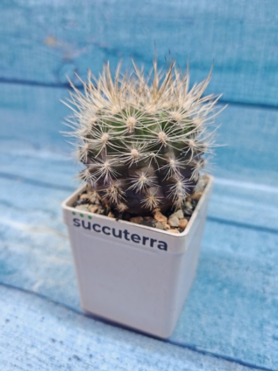 Neoporteria sp. (Неопортерия)