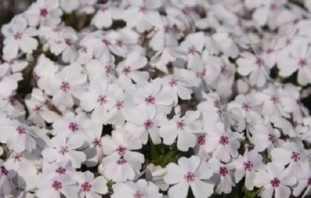 Флокс шиловидный Амейзинг Грейс в контейнере 0,5л