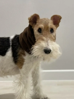 Шапка снуды для собак