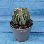 Astrophytum Myriostigma cv. Fukuryu (Астрофитум)