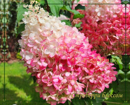 Гортензия метельчатая Строуберри Блоссом- Цветок Клубники (Hydrangea paniculata `Strawberry Blossom`)
