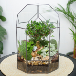 Готовый флорариум бонсай Самшит Бонсариум