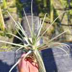 Тилландсия duratii x stricta L