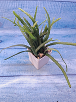 Lepismium Bolivianum (Леписпиум)