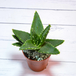 Aloe Brevifolia (Алоэ)