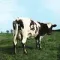 Pink Floyd – Atom Heart Mother - LP