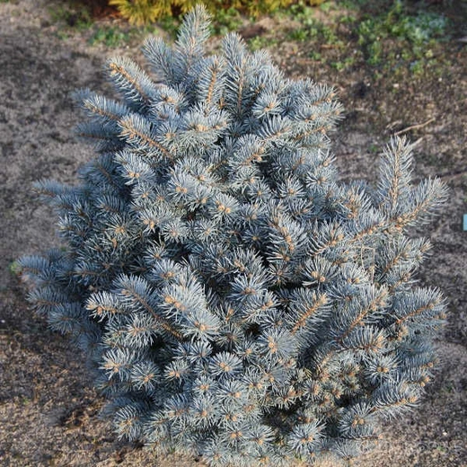 Ель колючая Джедделох С5 20-30 см Закупка М49 весна 2026