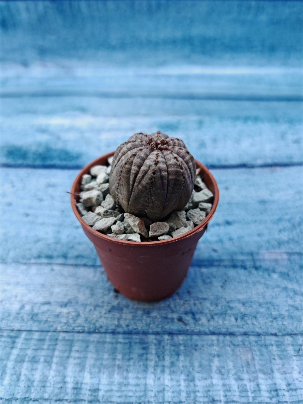 Euphoria Obesa (Эуфорбия)