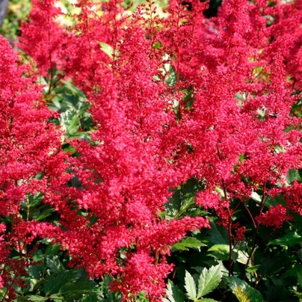 Астильба Арендса Биг Бэнд С2