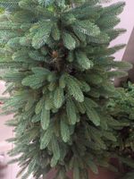 Ель голубая «Французская» (Литая+пвх) 240 см / 2.4 м