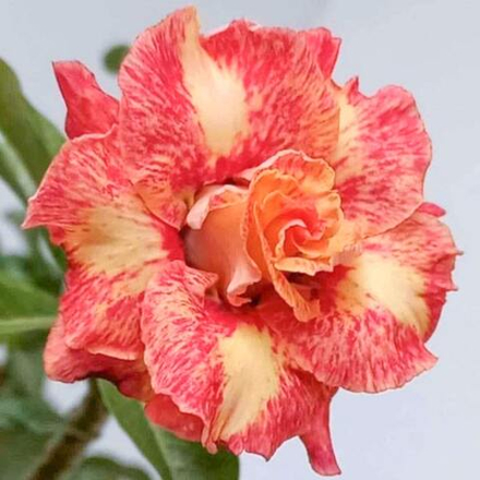 Адениум обесум 372