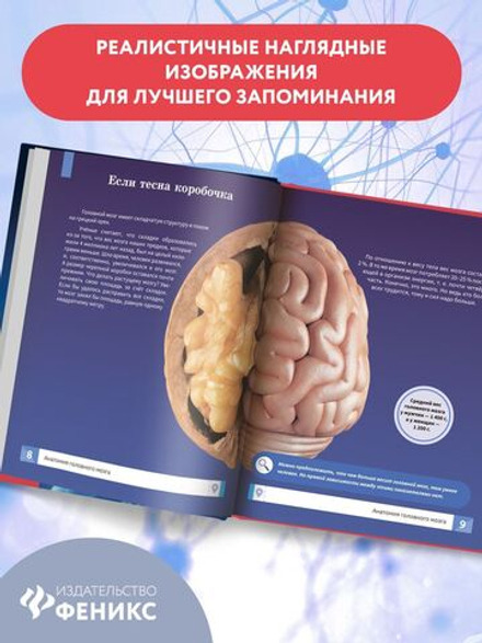 Мозг человека. Самая умная энциклопедия