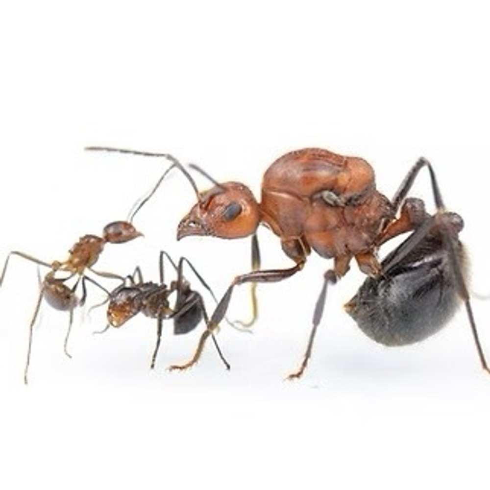 Муравьи Myrmicaria brunnea (Мирмикариа брунеа)