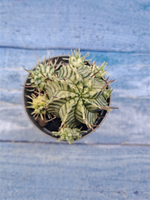 Euphorbia meloformis f. Variegated (Эуфорбия вариегатная)