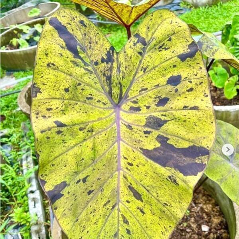 Колоказия BLACK NAPE