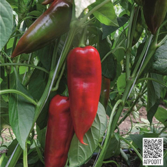 Хан F1 семена перца сладкого (Bejo / Бейо)
