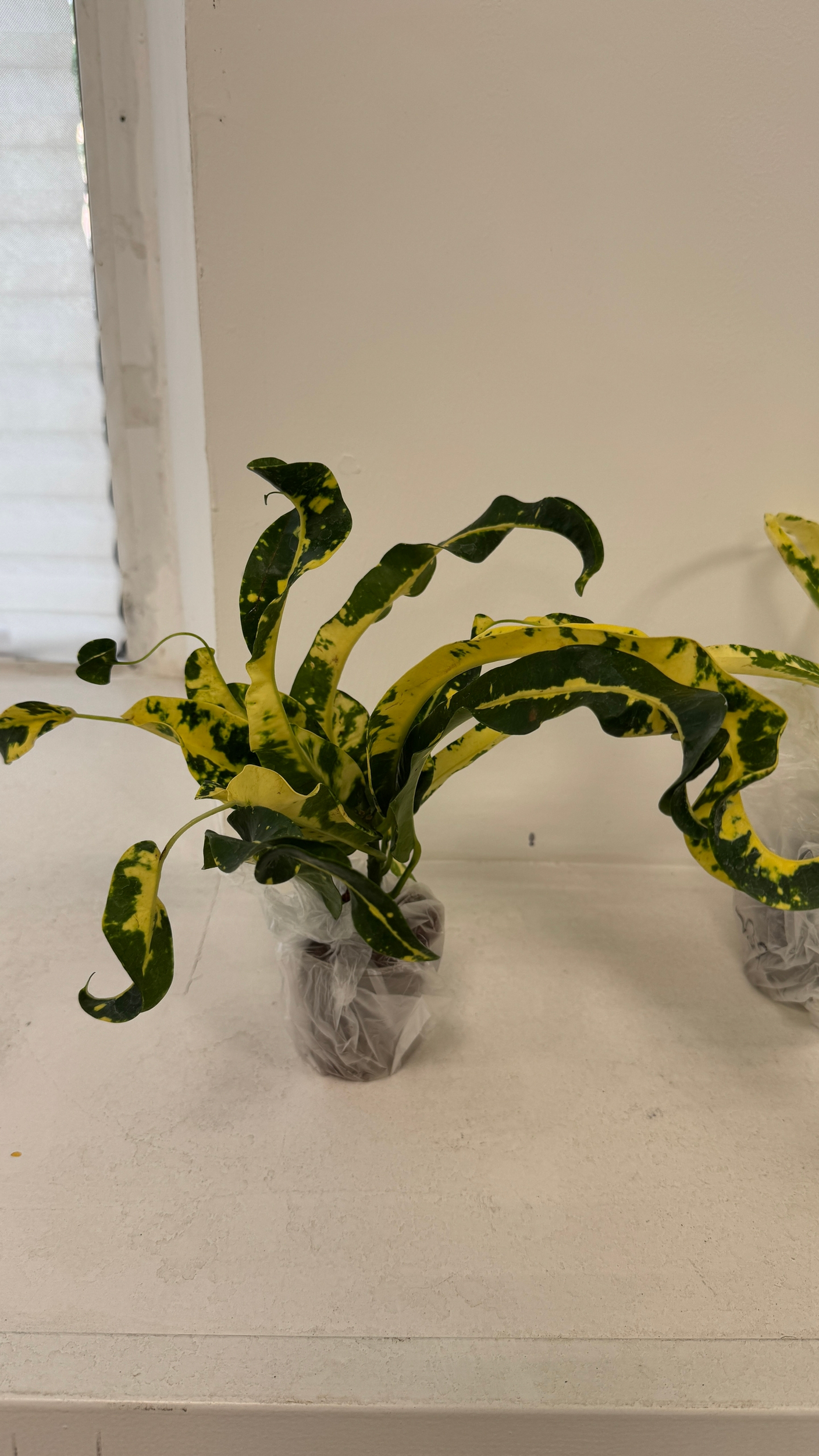 Сравнение сортов кротонов – Aiyaret, Sin Samut и другие