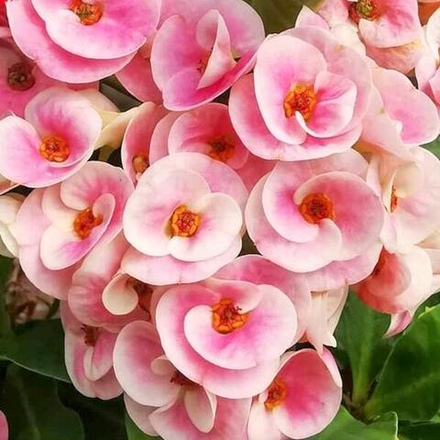 Эуфорбия Миля PINK ROSY