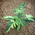 Филодендрон RADIATUM VAR N1 MARBLE