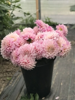 Георгин Sweet Nathalie (корень) Закупка М55 апрель 2026