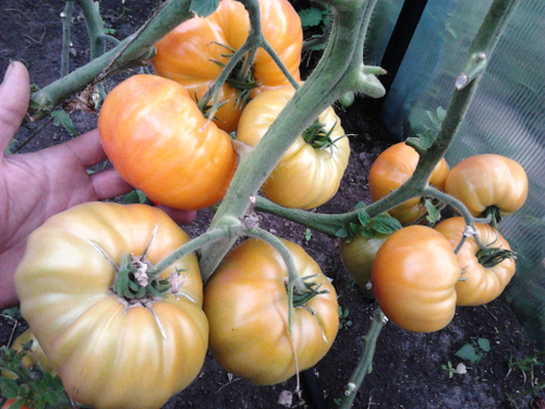 Помидоры Mortgage Lifter Yellow