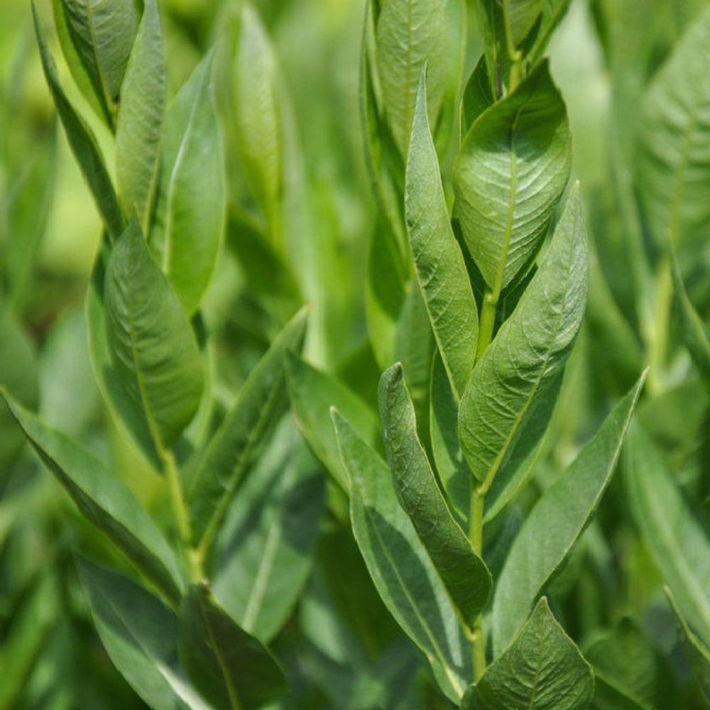 Амсония "Blue Ice". Amsonia "Blue Ice".