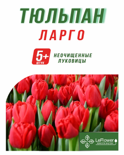 Тюльпан Луковица, Ларго, 5+ шт
