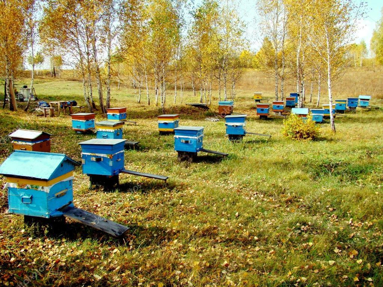 Работы на пасеке осенью