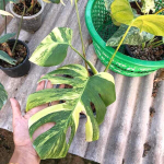 Монстера AUREA TRICOLOR