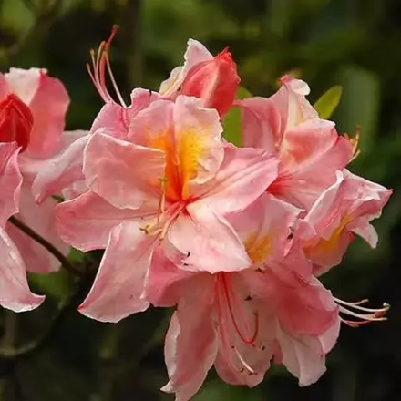 Азалия (рододендрон моллис) Шанель (Chanel)