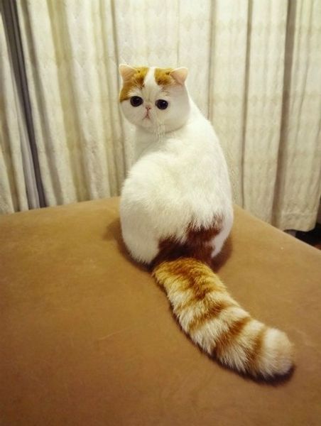 Экзотическая короткошерстная кошка.