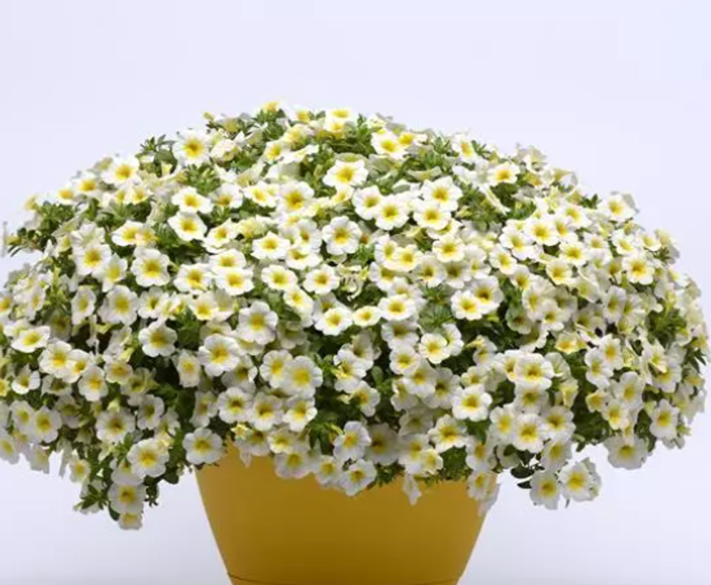 Calibrahoa MiniFamous Neo White Yellow eye ОКС укорененный черенок. Под заказ, производство 4-5 недель