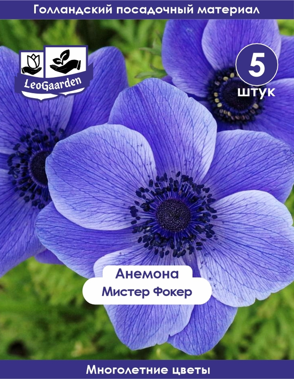Анемона луковицы, Мистер Фокер 5 шт