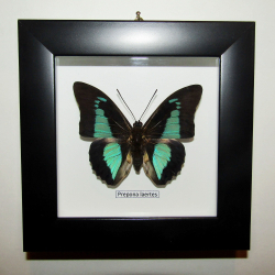 Бабочка Prepona laertes в рамке