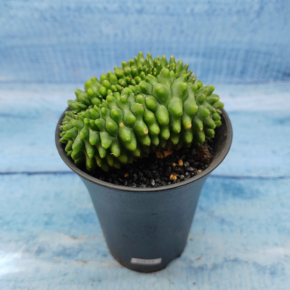 Gymnocalycium Spineless Crested form (Гимнокалициум Кристатный)