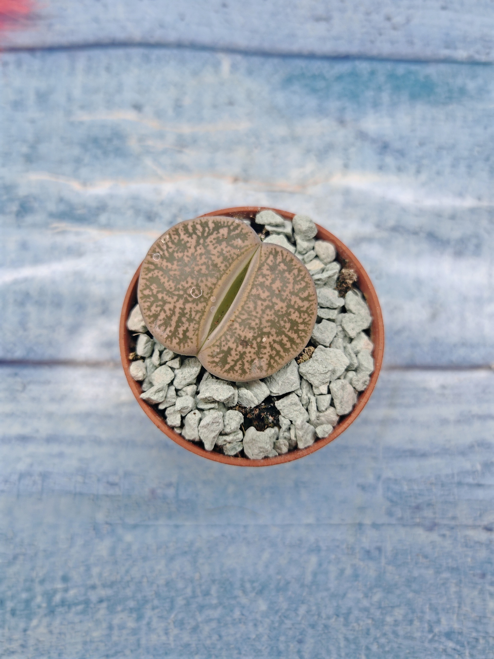Lithops sp. (Литопсы)