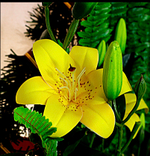 Венок ритуальный 110 см желтые лилии