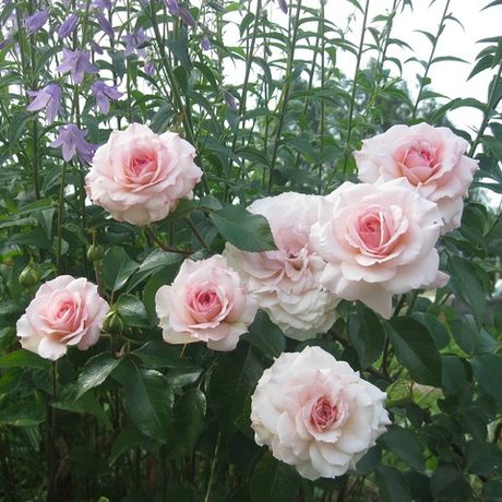 Бременские музыканты (Bremer Stadtmusikanten)