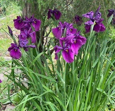 Ирис мечевидный. Iris ensata.