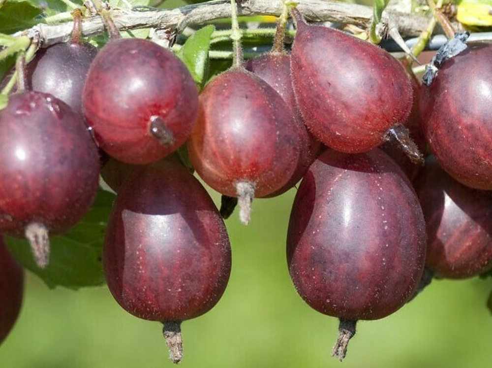 Крыжовник Серенада