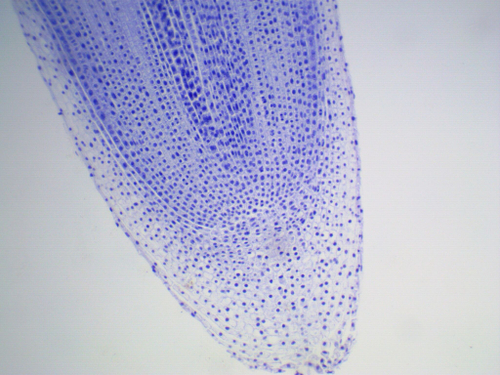 Видеоокуляр для микроскопа ToupCam UCMOS05100KPA