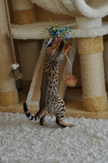 Домик для кошки И-18