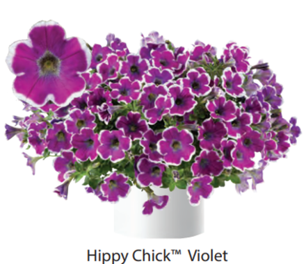 ЕВРО Hippi Chick Violet ОКС укорененный черенок 15-20 февраля
