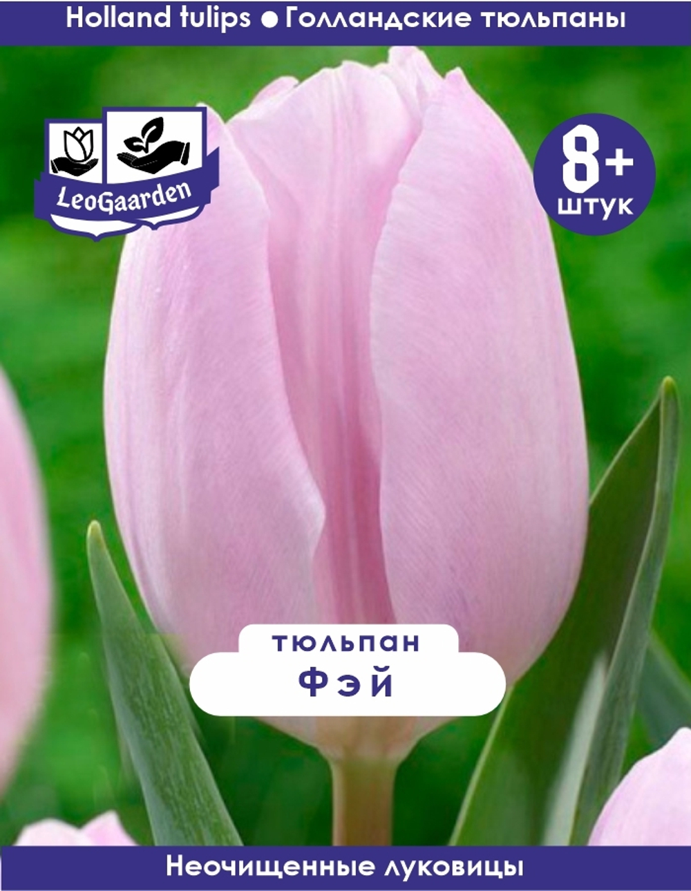 Тюльпан Луковица, Фэй, 8+ шт